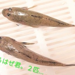 ウロハゼ