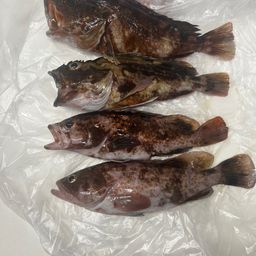 カサゴ