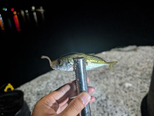 マアジの釣果