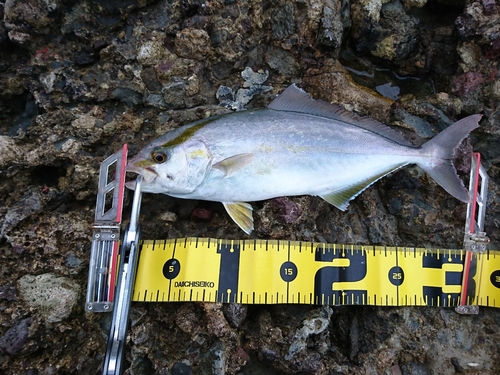 ショゴの釣果