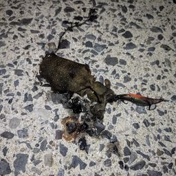 アオリイカ