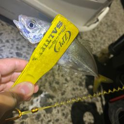 アジ