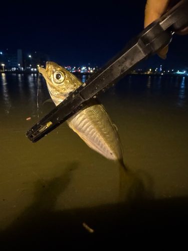釣果