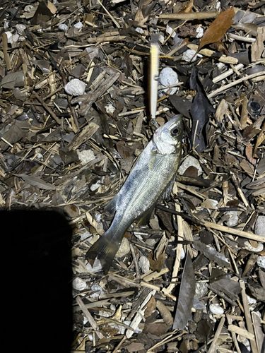 セイゴ（マルスズキ）の釣果