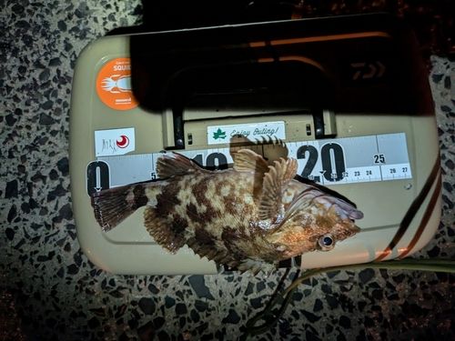 カサゴの釣果