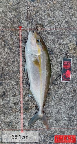 ネリゴの釣果