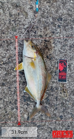 ネリゴの釣果