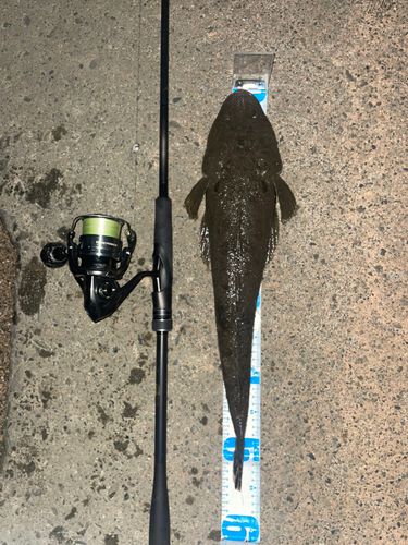 マゴチの釣果