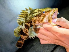 タケノコメバルの釣果