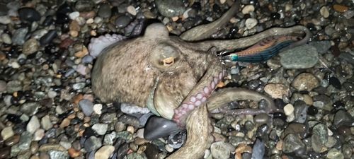 タコの釣果