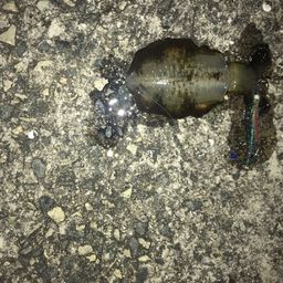 アオリイカ