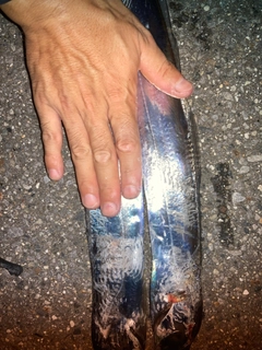 タチウオの釣果