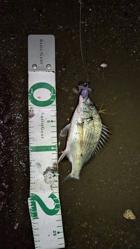 チヌの釣果