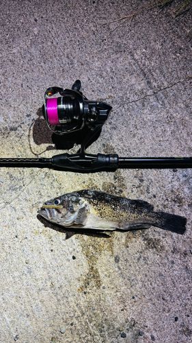 クロソイの釣果