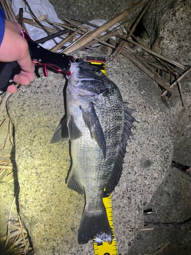 チヌの釣果