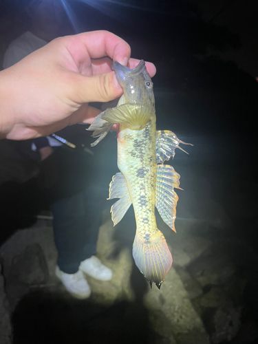 マハゼの釣果