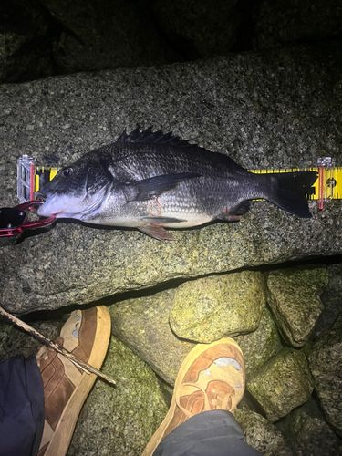 チヌの釣果