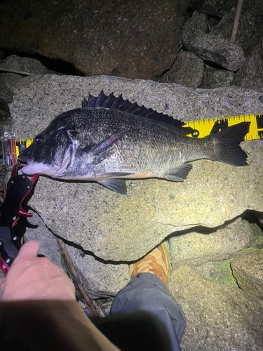 チヌの釣果