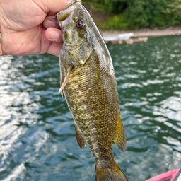 スモールマウスバス