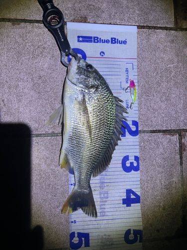 キビレの釣果