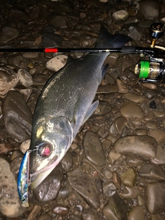 ヒラスズキの釣果
