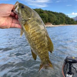 スモールマウスバス