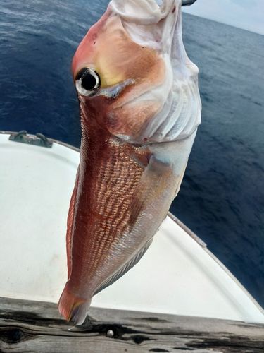若狭湾