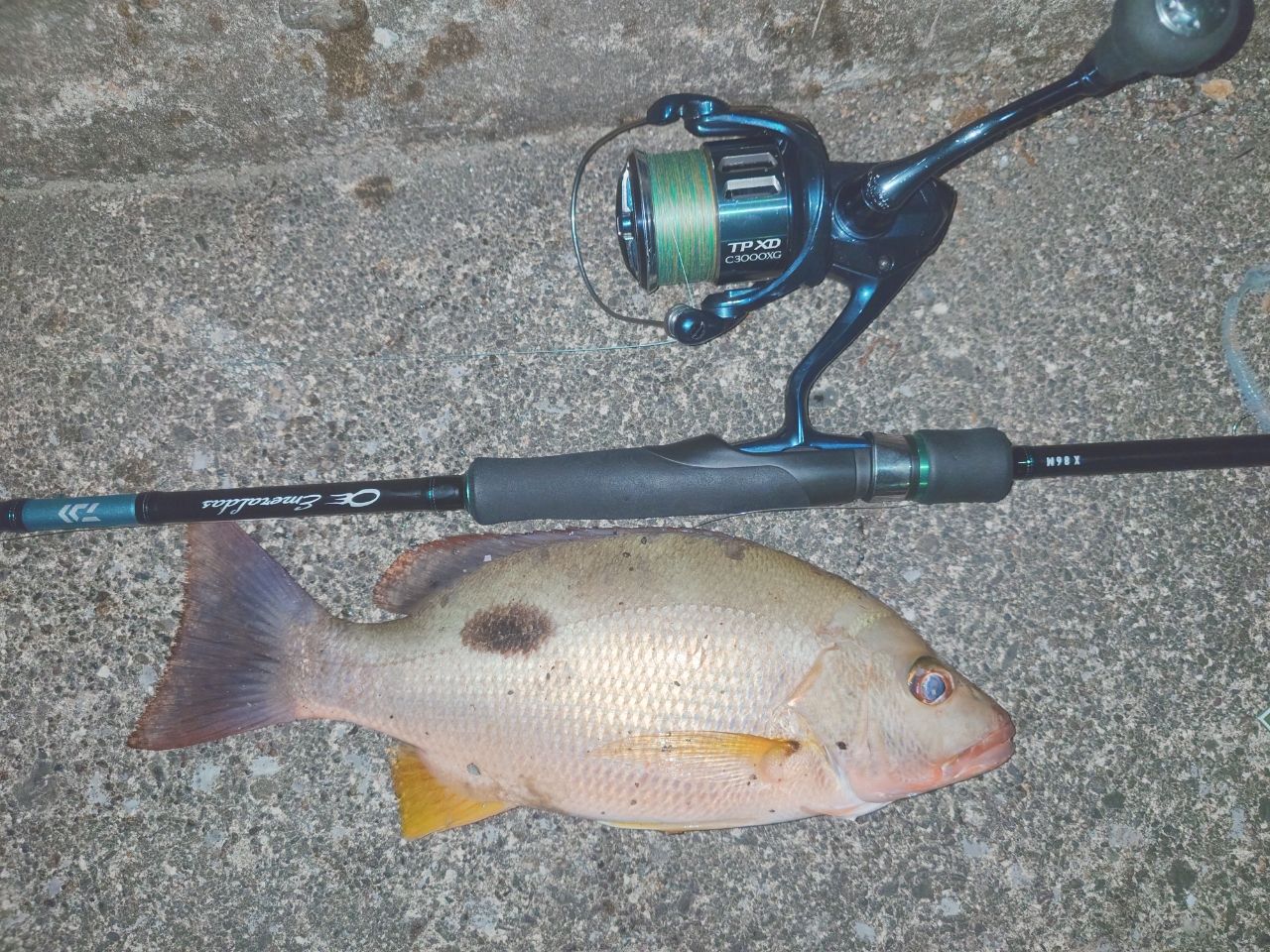 クロホシフエダイ