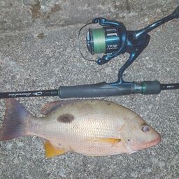 クロホシフエダイ