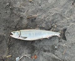 シロザケの釣果