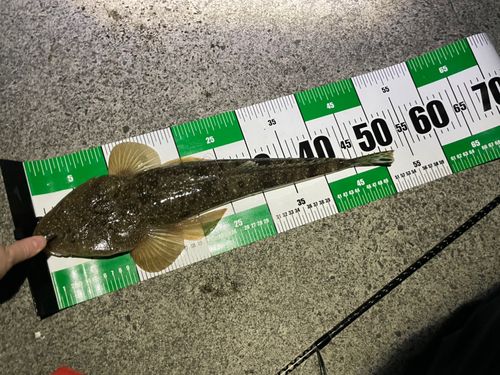 マゴチの釣果