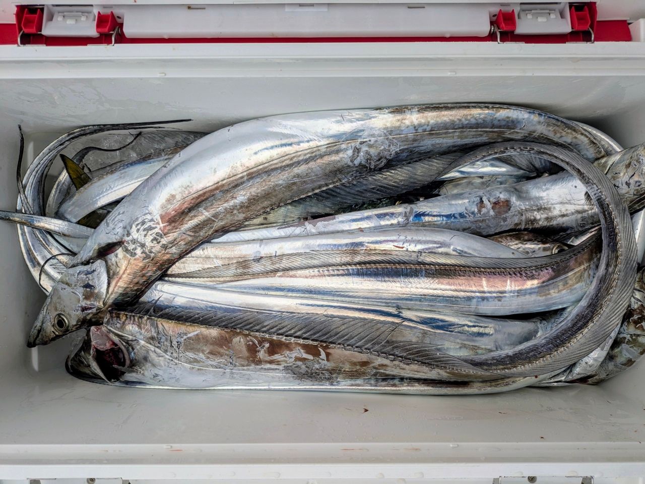 大勢丸／宮城県の予約可能な船釣りプラン・料金案内-24h受付でお