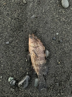 オオモンハタの釣果