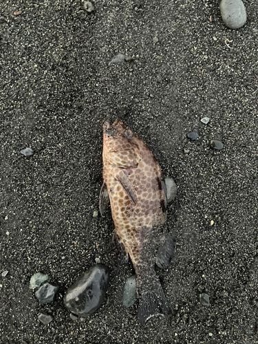 オオモンハタの釣果