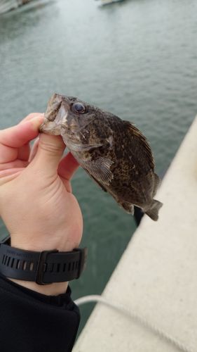 クロソイの釣果