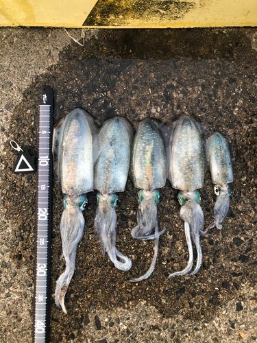 アオリイカの釣果