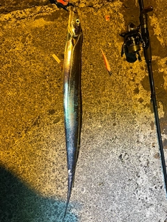 タチウオの釣果