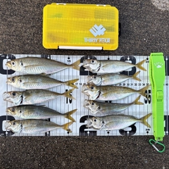 アジの釣果