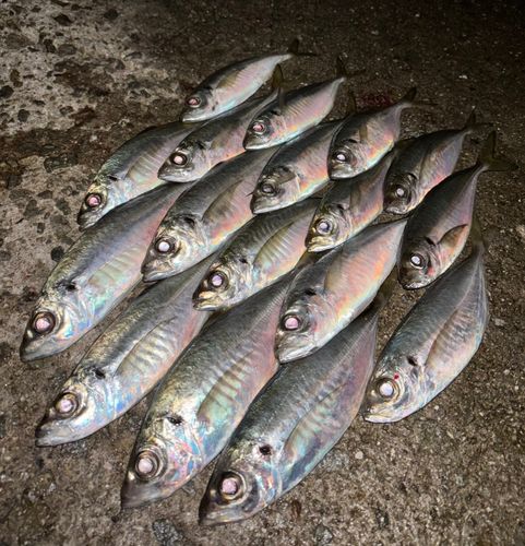 アジの釣果