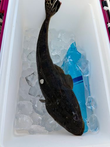 マゴチの釣果