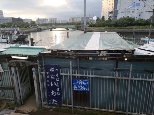 タチウオの釣果