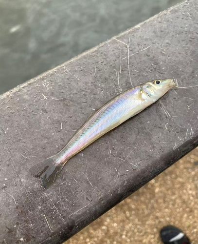 シロギスの釣果