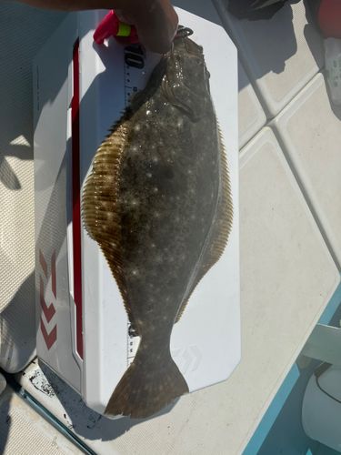 ヒラメの釣果