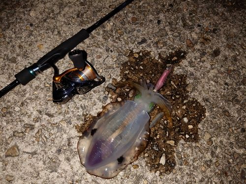 アオリイカの釣果