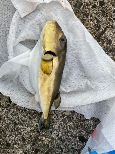 シロサバフグの釣果