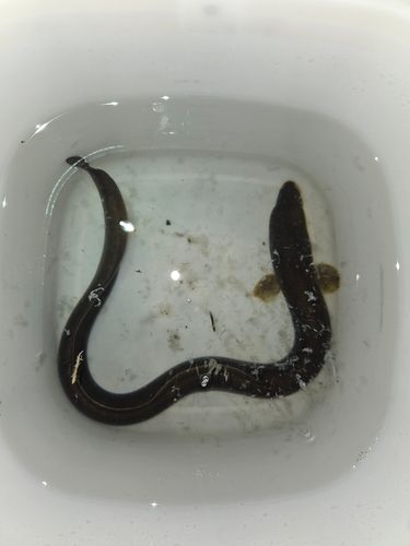 ウナギの釣果
