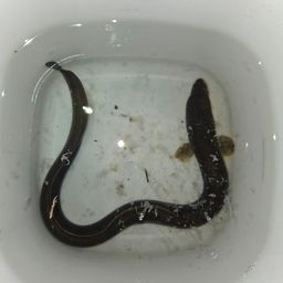 ウナギ