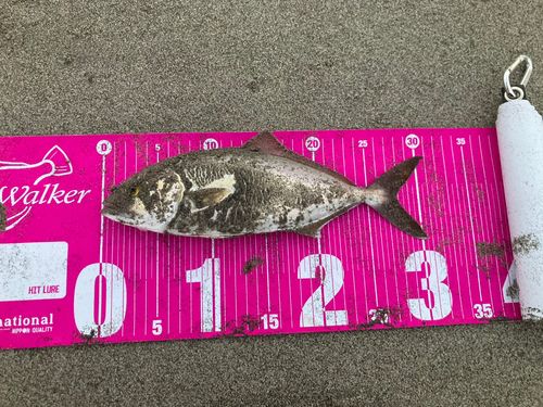 ショゴの釣果