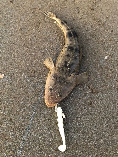 マゴチの釣果
