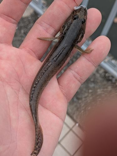 ハゼの釣果